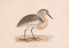 Squacco Heron. Morris's British Birds. Antique colour print 1870 old