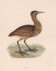 Bittern. Morris's British Birds. Antique colour print 1870 old