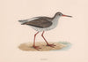 Redshank. Morris's British Birds. Antique colour print 1870 old