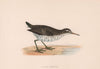 Spotted Sandpiper. Morris's British Birds. Antique colour print 1870 old