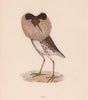 Ruff. Morris's British Birds. Antique colour print 1870 old
