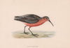 Curlew Sandpiper. Morris's British Birds. Antique colour print 1870 old