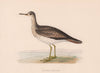 Bartram's Sandpiper. Morris's British Birds. Antique colour print 1870