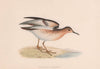 Buff-breasted Sandpiper. Morris's British Birds. Antique colour print 1870