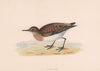 Little Stint. Morris's British Birds. Antique colour print 1870 old