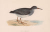 Purple Sandpiper. Morris's British Birds. Antique colour print 1870 old
