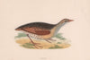 Land-rail. Morris's British Birds. Antique colour print 1870 old