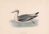 Grey Phalarope. Morris's British Birds. Antique colour print 1870 old