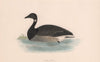 Brent Goose. Morris's British Birds. Antique colour print 1870 old