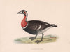 Red-breasted Goose. Morris's British Birds. Antique colour print 1870