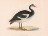Spur-Winged Goose. Morris's British Birds. Antique colour print 1870 old