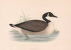 Canada Goose. Morris's British Birds. Antique colour print 1870 old