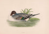 Pintail. Morris's British Birds. Antique colour print 1870 old