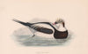 Long-Tailed Duck. Morris's British Birds. Antique colour print 1870 old