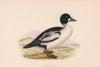 Golden-eye. Morris's British Birds. Antique colour print 1870