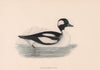 Buffel-headed Duck. Morris's British Birds. Antique colour print 1870
