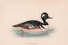 Hooded Merganser. Morris's British Birds. Antique colour print 1870 old