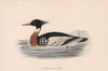 Red-breasted Merganser. Morris's British Birds. Antique colour print 1870