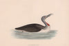 Red-Throated Diver. Morris's British Birds. Antique colour print 1870