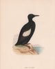 Black Guillemot. Morris's British Birds. Antique colour print 1870 old