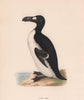 Great Auk. Morris's British Birds. Antique colour print 1870 old