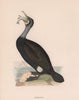 Cormorant. Morris's British Birds. Antique colour print 1870 old