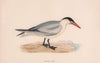 Caspian Tern. Morris's British Birds. Antique colour print 1870 old