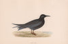 Black Tern. Morris's British Birds. Antique colour print 1870 old