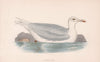 Glaucous Gull. Morris's British Birds. Antique colour print 1870 old