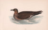 Skua. Morris's British Birds. Antique colour print 1870 old