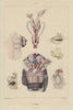 REPRODUCTIVE SYSTEM. Ovologie Ovology II. Eggs. 1833 old antique print picture