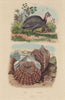 Helmeted guineafowl. Shell 1833 old antique vintage print picture