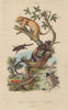 Peziza; Phaenicocère; Phalangers 1833 old antique vintage print picture