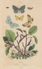 GEOMETER MOTHS. Brimstone Pale Brindled Beauty Light Emerald 1833 old print