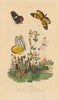 PIERIDAE BUTTERFLIES Pièride antonoe Euterpe tereas Leptalis amphione 1833