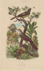 Picucules; 1. Picuculs Promèrops; 2. Picuculs Fauvette 1833 old antique print