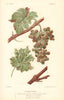 Anthracnose fungus. Grapevine diseases. Wine 1901 old antique print picture