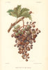 White Rot ou Rot Blanc. Grapevine diseases. Wine 1901 old antique print
