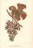 Feuille mildiousée. Rot Gris. Grey mould rot. Grapevine disease. Wine 1901