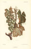 Fumagine. Sooty mould. Grapevine diseases. Wine 1901 old antique print picture