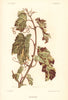 Chlorose. Chlorosis. Grapevine diseases. Wine 1901 old antique print picture