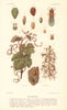 Phylloxera. Grapevine diseases. Wine 1901 old antique vintage print picture
