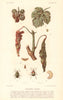 Parasites divers. Miscellaneous pests. Grapevine diseases. Wine 1901 old print