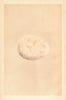 BRITISH BIRD EGGS. Erne. MORRIS 1866 old antique vintage print picture