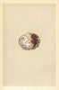 BRITISH BIRD EGGS. Spotted Eagle. MORRIS 1866 old antique print picture