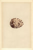BRITISH BIRD EGGS. Osprey. MORRIS 1866 old antique vintage print picture