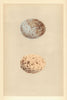 BRITISH BIRD EGGS. Buzzard. MORRIS 1866 old antique vintage print picture