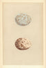 BRITISH BIRD EGGS. Rough-Legged Buzzard. MORRIS 1866 old antique print picture