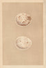 BRITISH BIRD EGGS. Kite. MORRIS 1866 old antique vintage print picture