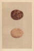 BRITISH BIRD EGGS. Jer-Falcon. MORRIS 1866 old antique vintage print picture